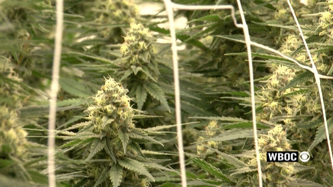 Gov. Meyer vetoes bill to ease local restrictions on recreational cannabis